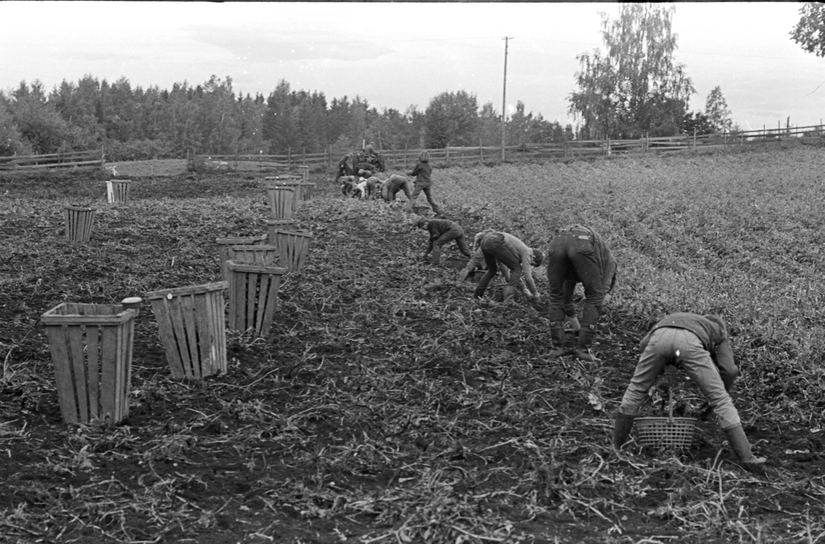 Potetplukking,traktor,potetplukkere, ukjent sted.