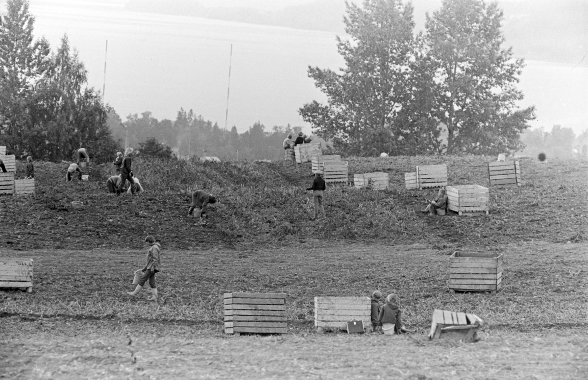 Potetplukking, Alu vestre, Alhaug, potetplukkere, potetkasser,