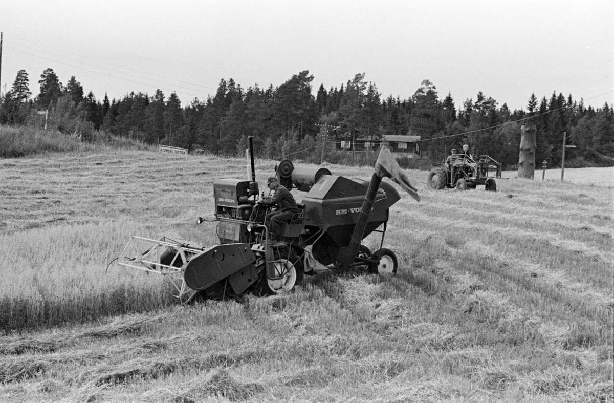 Skurtresking Alhaug gard, Alu vestre, Furnes/Hamar. Skurtresker BM Volvo.