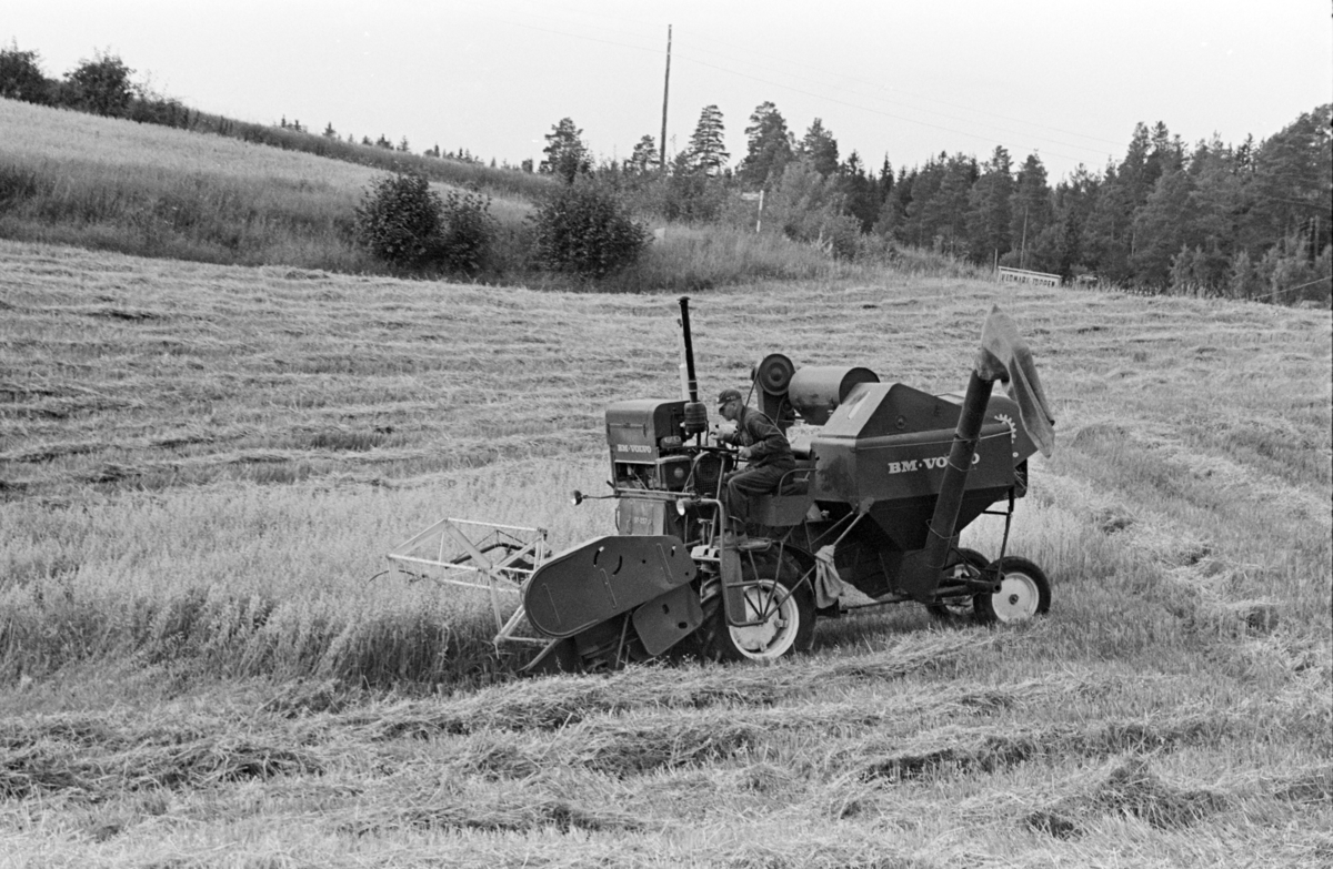 Skurtresking Alhaug gard, Alu vestre, Furnes/Hamar. Skurtresker BM Volvo.