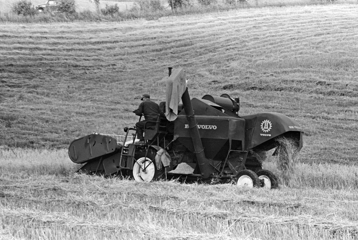 Skurtresking Alhaug gard, Alu vestre, Furnes/Hamar. Skurtresker BM Volvo.