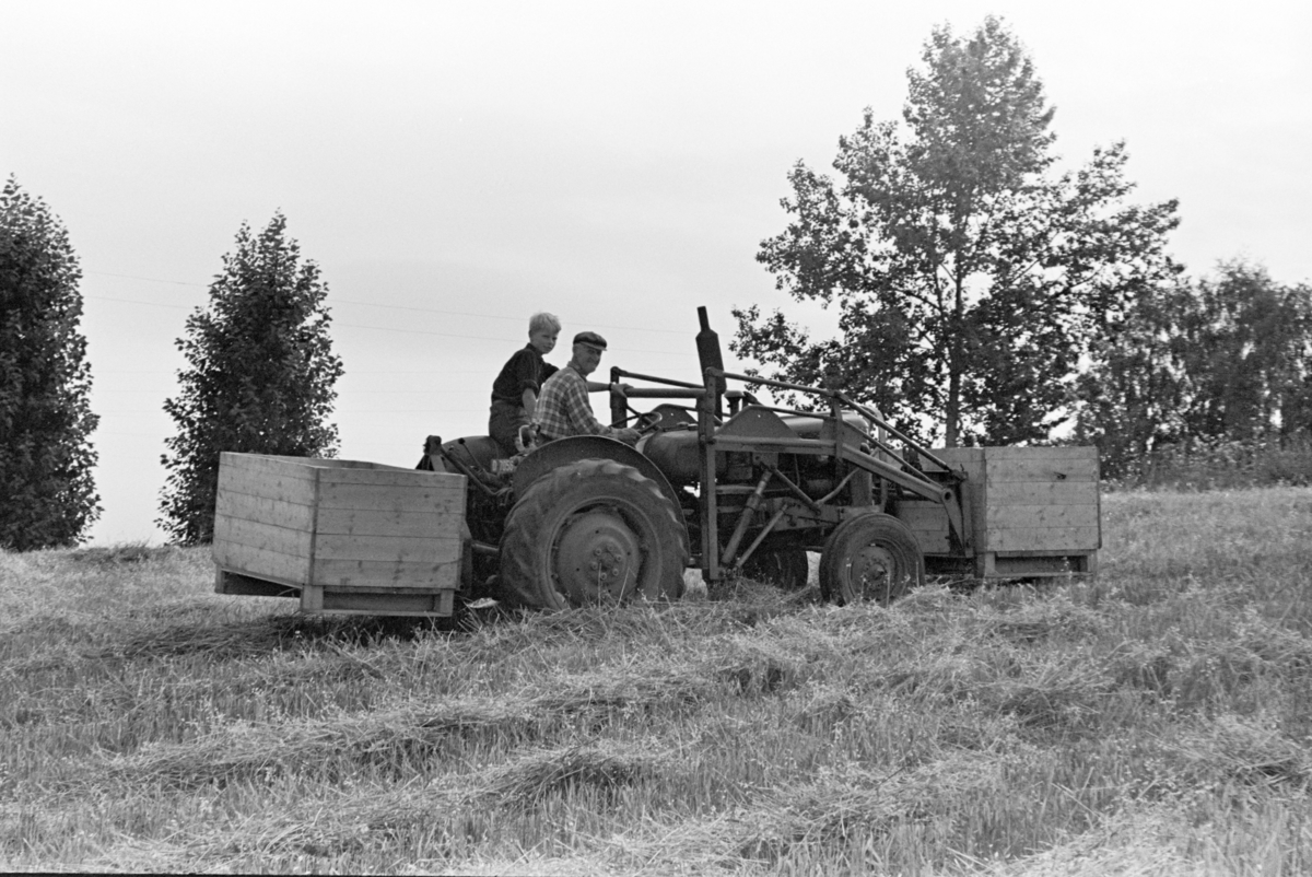 Skuronn, skurtresking, traktor,kasser, Alhaug gard, Hamar/Furnes.