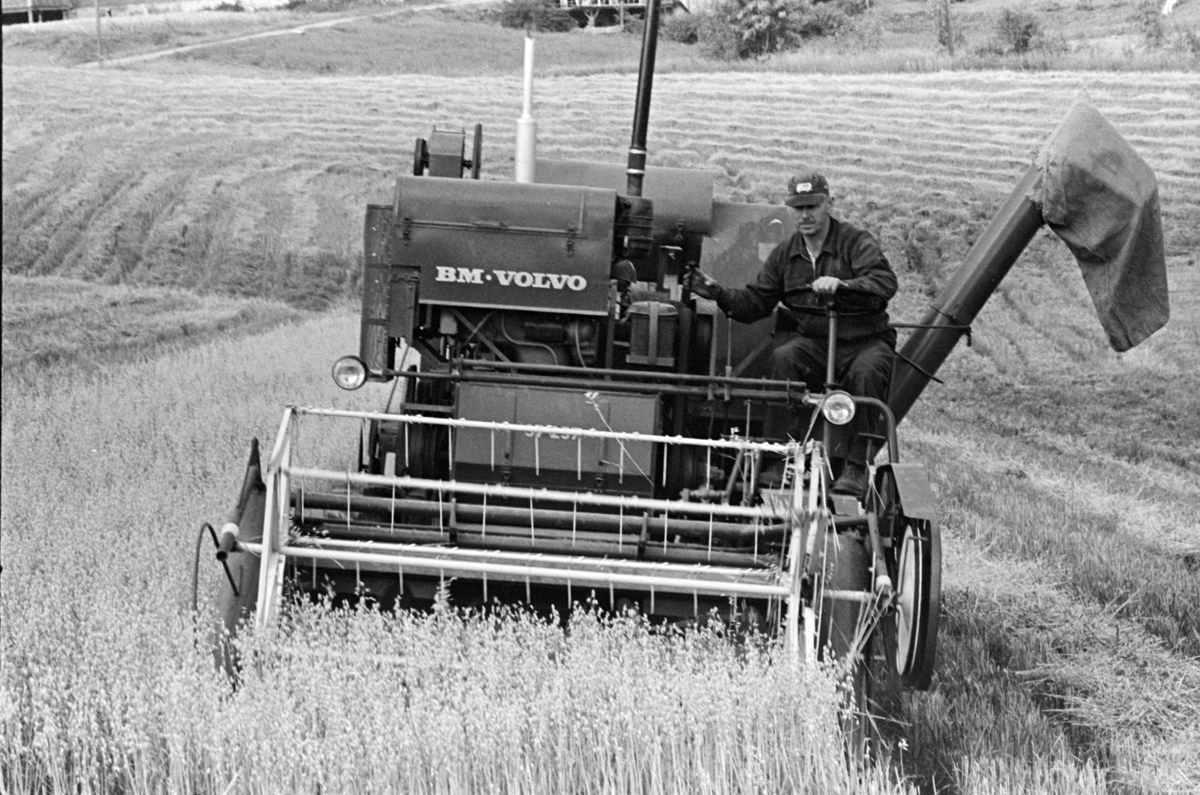 Skurtresking, havreåker, Alhaug gard, Alu vestre, Furnes/Hamar. Skurtresker BM Volvo.