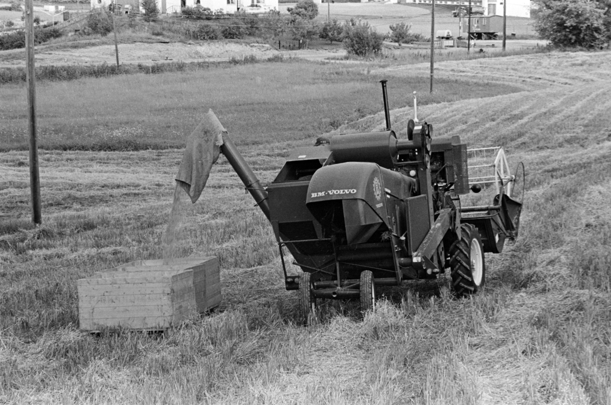 Skurtresking Alhaug gard, Alu vestre, Furnes/Hamar. Skurtresker BM Volvo. Kornet tømmes i kasser.