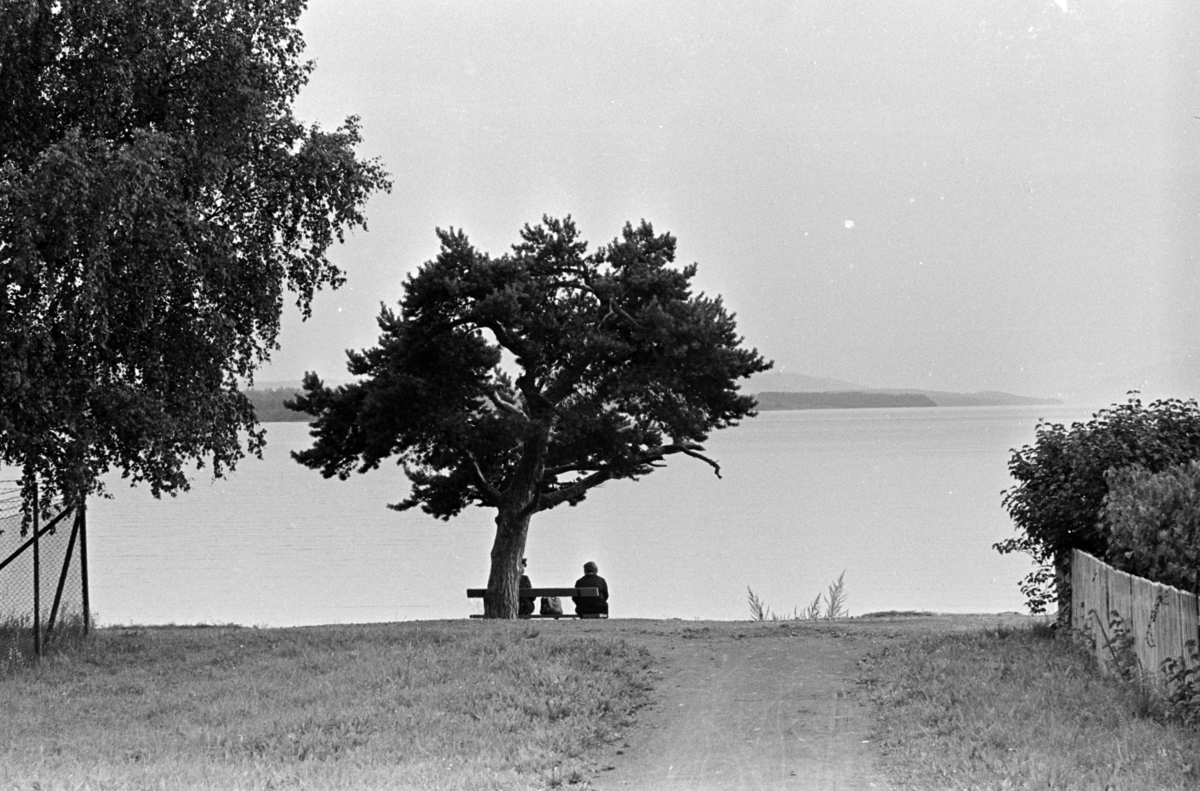 Furu, benk, Strandpromenaden, Hallvards gate.