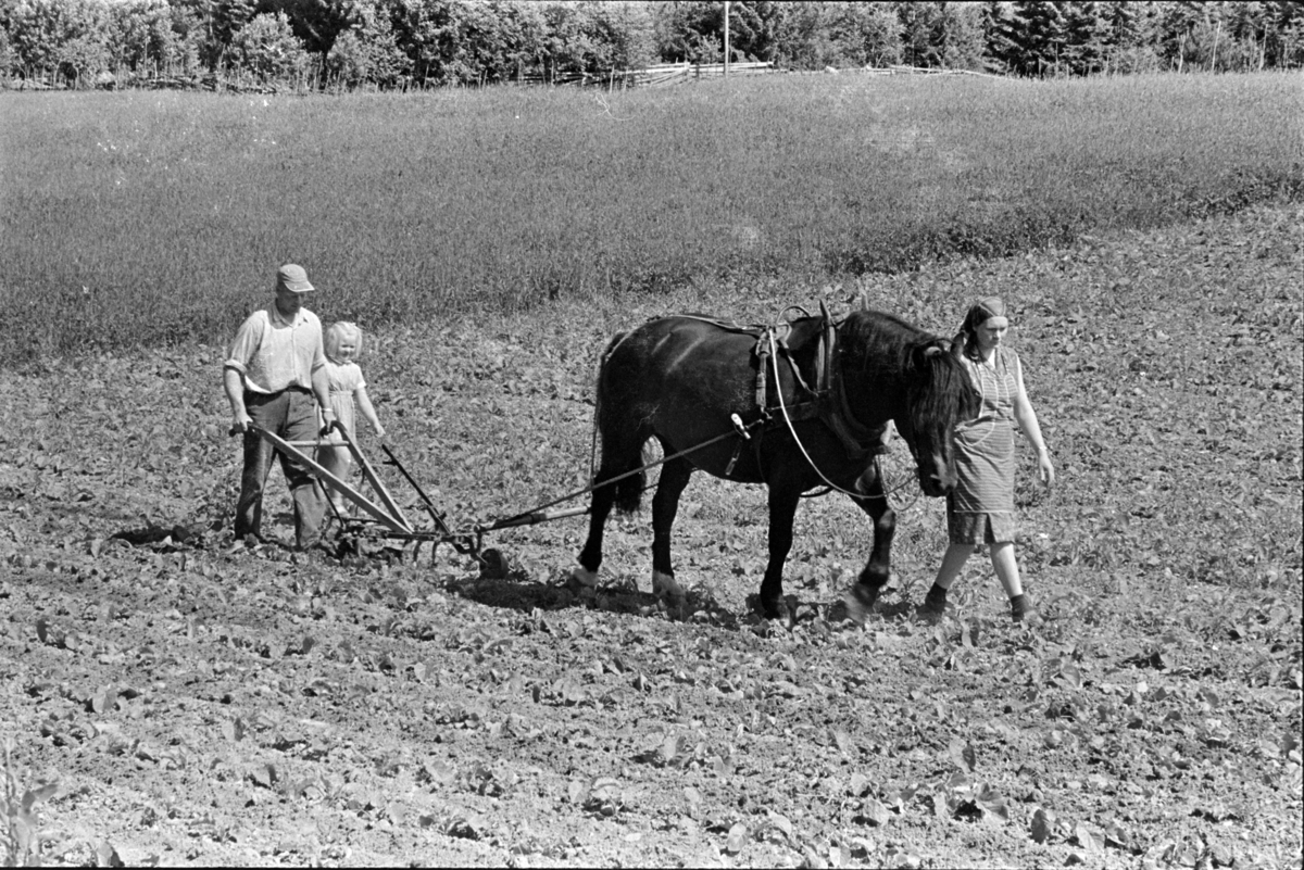 Hypping av åker, hest og plog, hesteredskap, mann,kone, barn, ukjent sted Stange. Jordbruk.