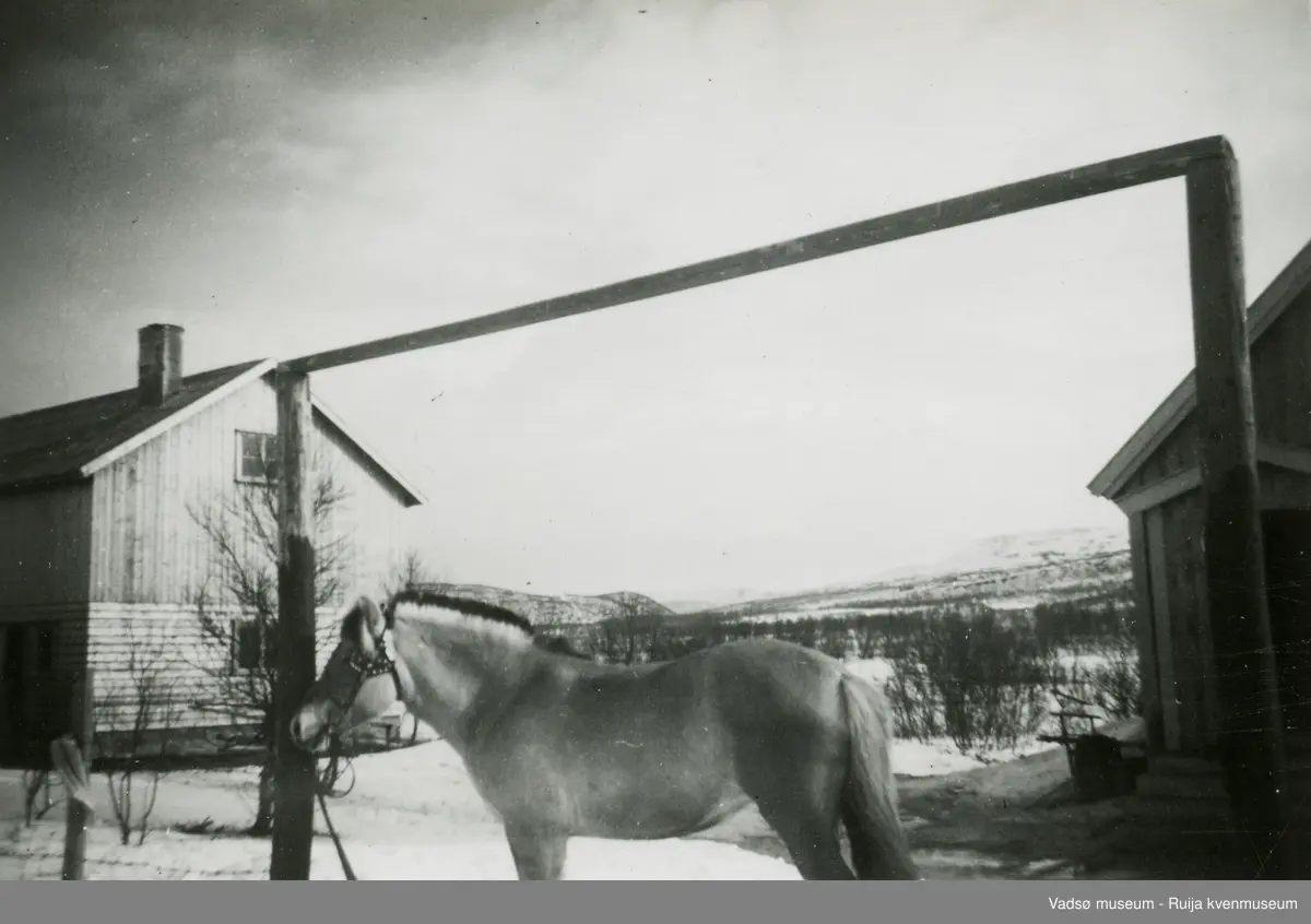 Gårdstun med hest, fjording. Gjenreisingsbeyggelse ca. 1948.