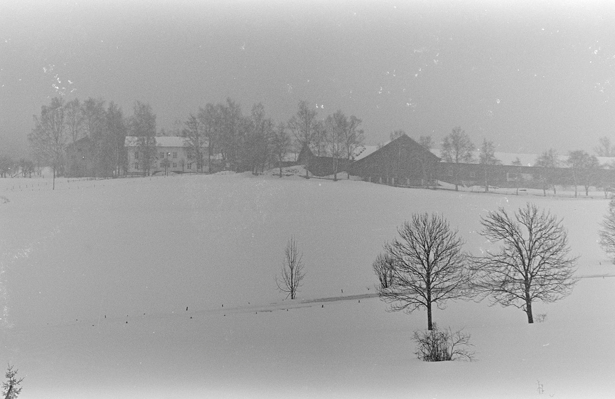 Høsbjørvegen, Skjellungberg, Furnes, vinterlandskap, tåke,
