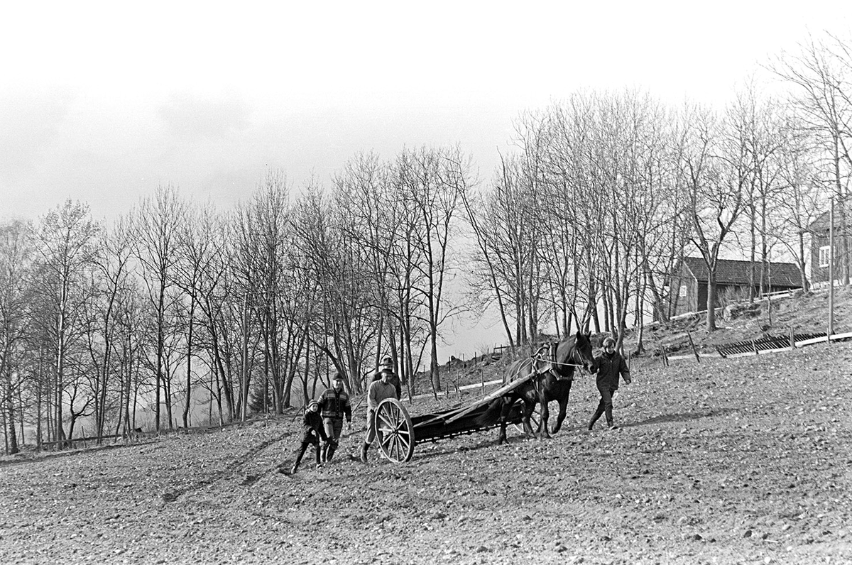 Mørkved lille, Gnr. 725, bnr. 1. Brumunddal. Våronn, spreding av kunstgjødsel, hest, hesteredskap. Aud Jovall leier hesten, Sigurd Jovall (?) med tømmene.