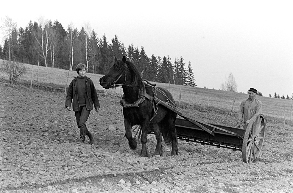 Mørkved lille, Gnr. 725, bnr. 1. Brumunddal. Våronn, spreding av kunstgjødsel, hest, hesteredskap. Aud Jovall leier hesten, Sigurd Jovall (?) med tømmene.