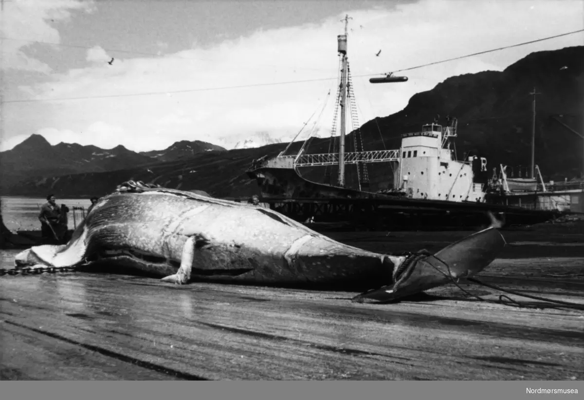 Foto fra Grytviken i Sør-Georgia, og fra en norsk hvalstasjon der, og viser fra slaktingen av en hval. Hvalfanger på kaia. (Info: Sarah Lurcock, South Georgia Heritage 2017-) Bildet kan dateres mellom 1959 til 1960. Fotograf er trolig Rolf Karlsen. Fra Nordmøre museums fotosamlinger.