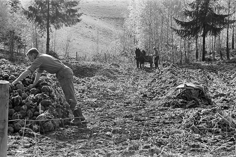 Kålrotåker, innhøsting, ukjent sted, hest og kjerre.