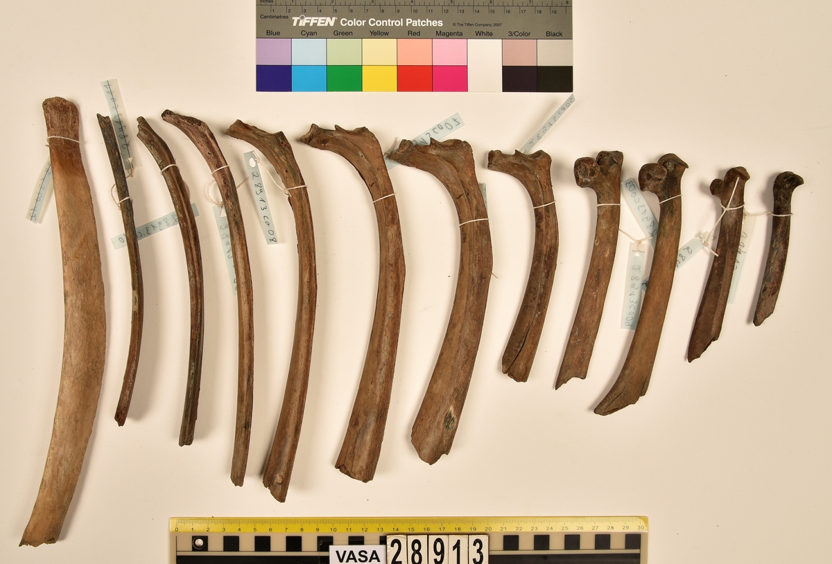 Ben från nötkreatur (Bos taurus).
1 st. del av första halskotan (atlas).
1 st. bröstkota (vertebrae thoracale).
3 st. fragment av bröstkota (vertebrae thoracale).
1 st. ländkota (vertebrae lumbale).
12 st. revben (costae).
1 st. överarmsben (humerus).
1 st. armbågsben (ulna).
3 st. skenben (tibia).
1 st. del av bäckenben (pelvis).
2 st. skulderblad (scapula).
1 st. språngben (astragalus).
1 st. del av nackkondyl (kranium/occipitale).