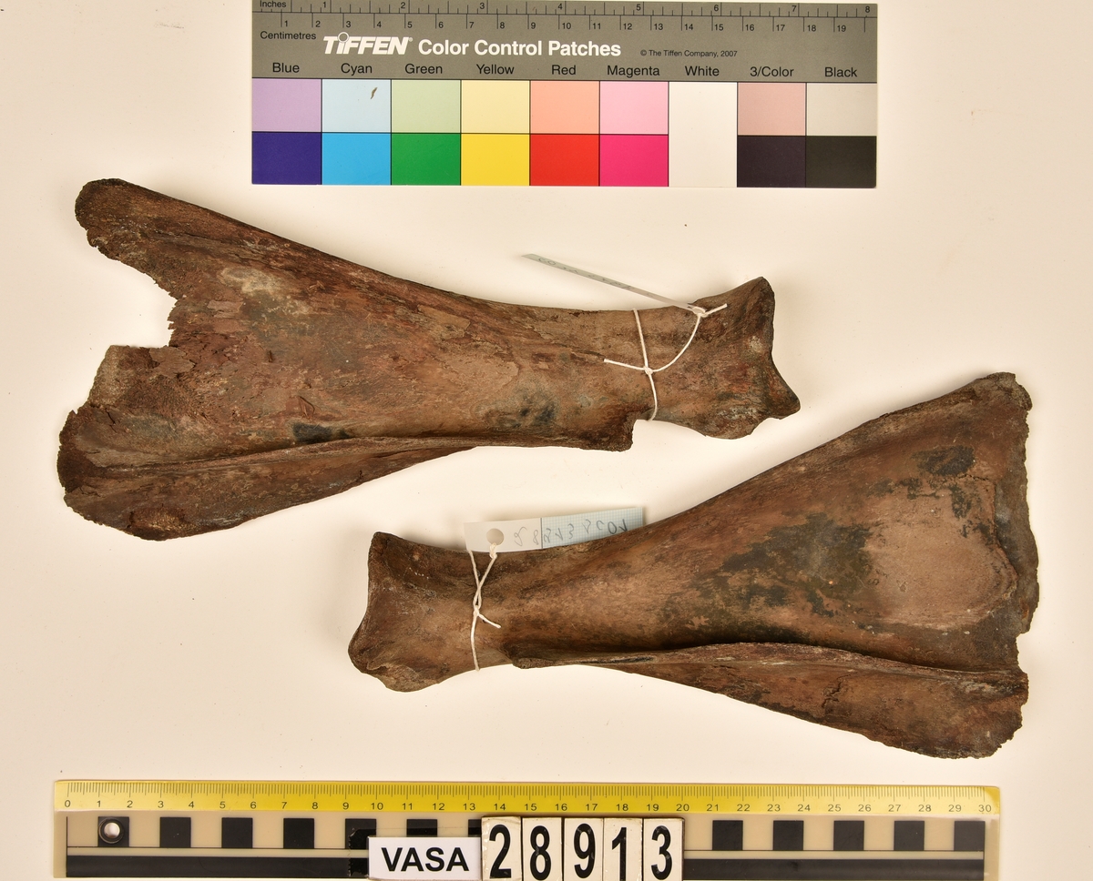 Ben från nötkreatur (Bos taurus).
1 st. del av första halskotan (atlas).
1 st. bröstkota (vertebrae thoracale).
3 st. fragment av bröstkota (vertebrae thoracale).
1 st. ländkota (vertebrae lumbale).
12 st. revben (costae).
1 st. överarmsben (humerus).
1 st. armbågsben (ulna).
3 st. skenben (tibia).
1 st. del av bäckenben (pelvis).
2 st. skulderblad (scapula).
1 st. språngben (astragalus).
1 st. del av nackkondyl (kranium/occipitale).