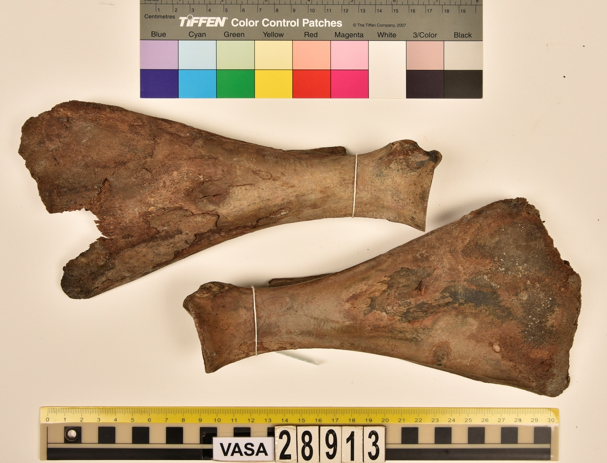Ben från nötkreatur (Bos taurus).
1 st. del av första halskotan (atlas).
1 st. bröstkota (vertebrae thoracale).
3 st. fragment av bröstkota (vertebrae thoracale).
1 st. ländkota (vertebrae lumbale).
12 st. revben (costae).
1 st. överarmsben (humerus).
1 st. armbågsben (ulna).
3 st. skenben (tibia).
1 st. del av bäckenben (pelvis).
2 st. skulderblad (scapula).
1 st. språngben (astragalus).
1 st. del av nackkondyl (kranium/occipitale).