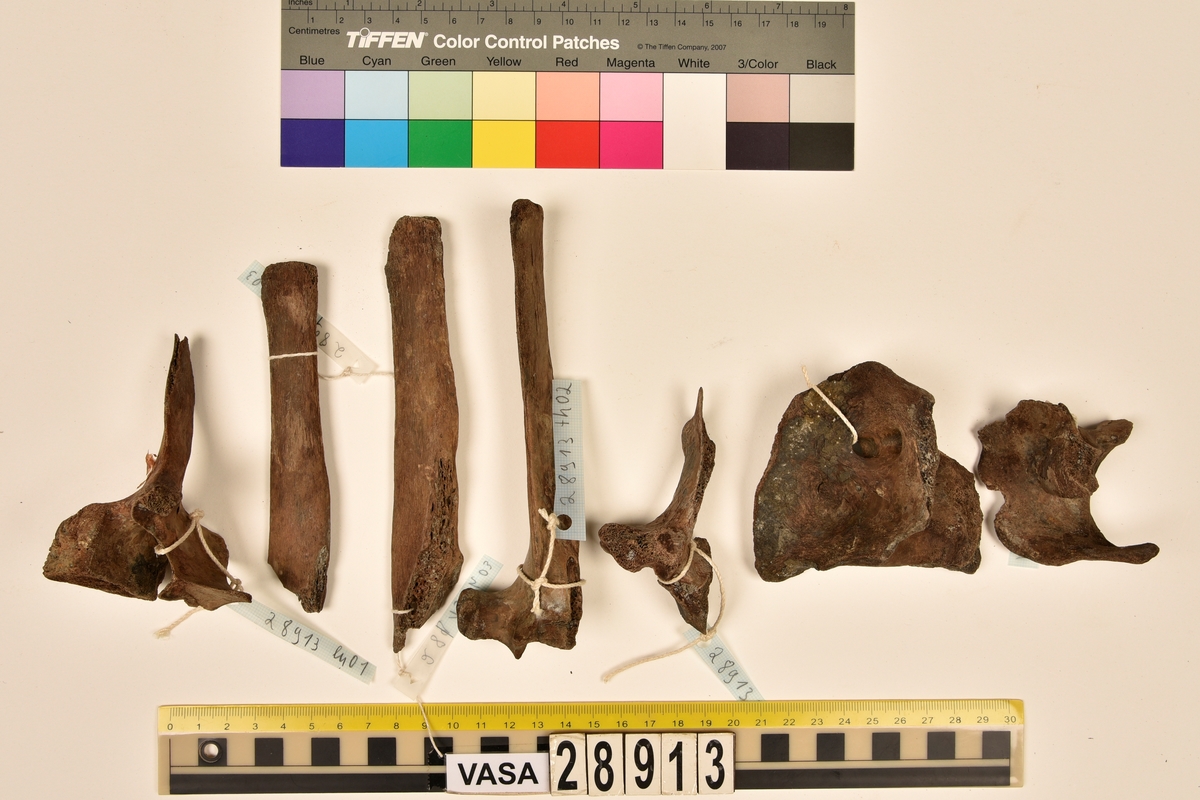 Ben från nötkreatur (Bos taurus).
1 st. del av första halskotan (atlas).
1 st. bröstkota (vertebrae thoracale).
3 st. fragment av bröstkota (vertebrae thoracale).
1 st. ländkota (vertebrae lumbale).
12 st. revben (costae).
1 st. överarmsben (humerus).
1 st. armbågsben (ulna).
3 st. skenben (tibia).
1 st. del av bäckenben (pelvis).
2 st. skulderblad (scapula).
1 st. språngben (astragalus).
1 st. del av nackkondyl (kranium/occipitale).