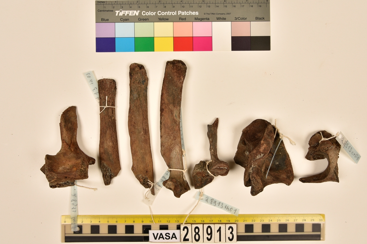 Ben från nötkreatur (Bos taurus).
1 st. del av första halskotan (atlas).
1 st. bröstkota (vertebrae thoracale).
3 st. fragment av bröstkota (vertebrae thoracale).
1 st. ländkota (vertebrae lumbale).
12 st. revben (costae).
1 st. överarmsben (humerus).
1 st. armbågsben (ulna).
3 st. skenben (tibia).
1 st. del av bäckenben (pelvis).
2 st. skulderblad (scapula).
1 st. språngben (astragalus).
1 st. del av nackkondyl (kranium/occipitale).