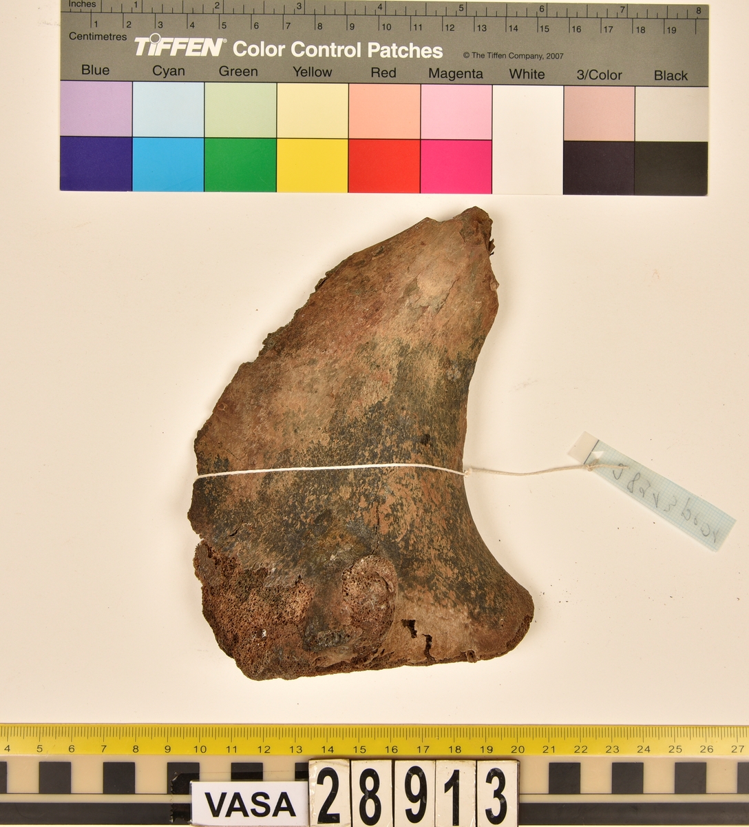 Ben från nötkreatur (Bos taurus).
1 st. del av första halskotan (atlas).
1 st. bröstkota (vertebrae thoracale).
3 st. fragment av bröstkota (vertebrae thoracale).
1 st. ländkota (vertebrae lumbale).
12 st. revben (costae).
1 st. överarmsben (humerus).
1 st. armbågsben (ulna).
3 st. skenben (tibia).
1 st. del av bäckenben (pelvis).
2 st. skulderblad (scapula).
1 st. språngben (astragalus).
1 st. del av nackkondyl (kranium/occipitale).