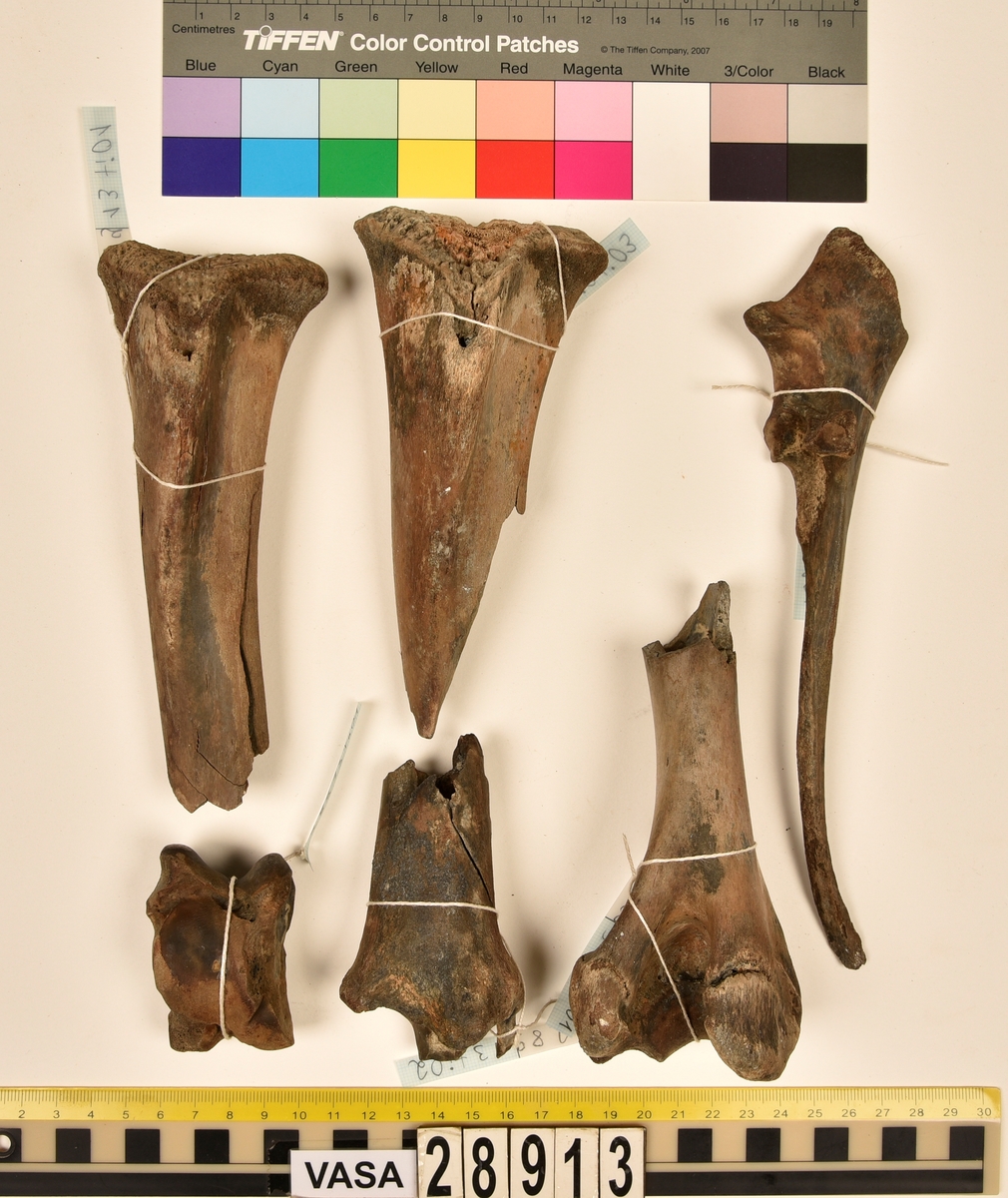 Ben från nötkreatur (Bos taurus).
1 st. del av första halskotan (atlas).
1 st. bröstkota (vertebrae thoracale).
3 st. fragment av bröstkota (vertebrae thoracale).
1 st. ländkota (vertebrae lumbale).
12 st. revben (costae).
1 st. överarmsben (humerus).
1 st. armbågsben (ulna).
3 st. skenben (tibia).
1 st. del av bäckenben (pelvis).
2 st. skulderblad (scapula).
1 st. språngben (astragalus).
1 st. del av nackkondyl (kranium/occipitale).