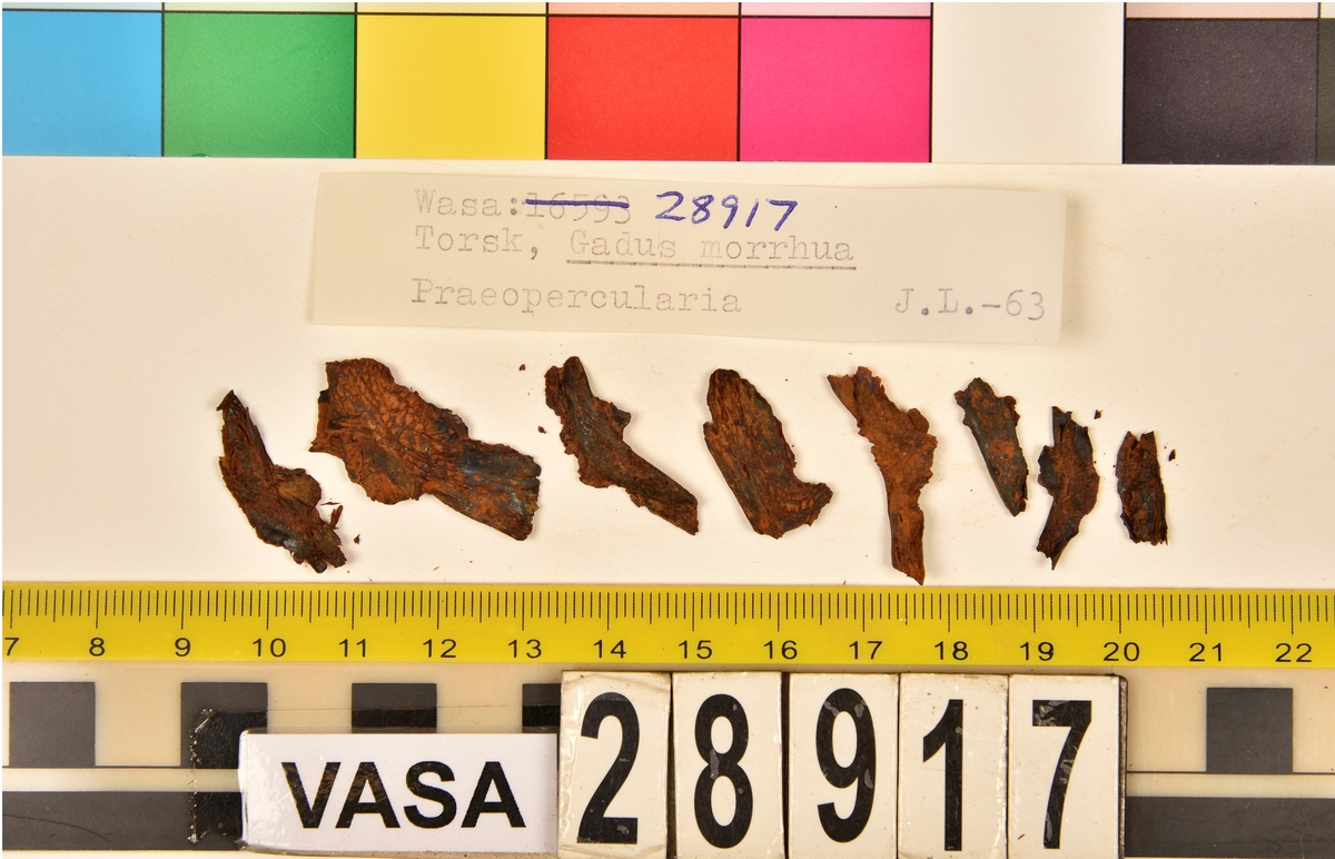 Ben från torsk (Gadus morrhua).
102 st. ben (78 från huvuden, 24 från ryggraden):
24 st. kotor (17 st. vertebrae praecaudales, 7 st. vertebrae caudales),
13 st. (7+6) articularia,
12 st. (7+5) dentalia,
7 st. frontalia,
7 st. (5+2) praeopercularia,
7 st. (4+3) keratohyalia,
7 st. cleithra,
5 st. parasphenoidea,
5 st. (3+2) maxillaria,
3 st. hyomandibularia,
2 st. ectethmoidalia,
2 st. basioccipitalia,
2 st. praemaxillaria,
2 st. supracleithralia ventralia,
1 st. suprapoccipitale,
1 st. palatinum,
1 st. symplecticum,
1 st. epihyale.