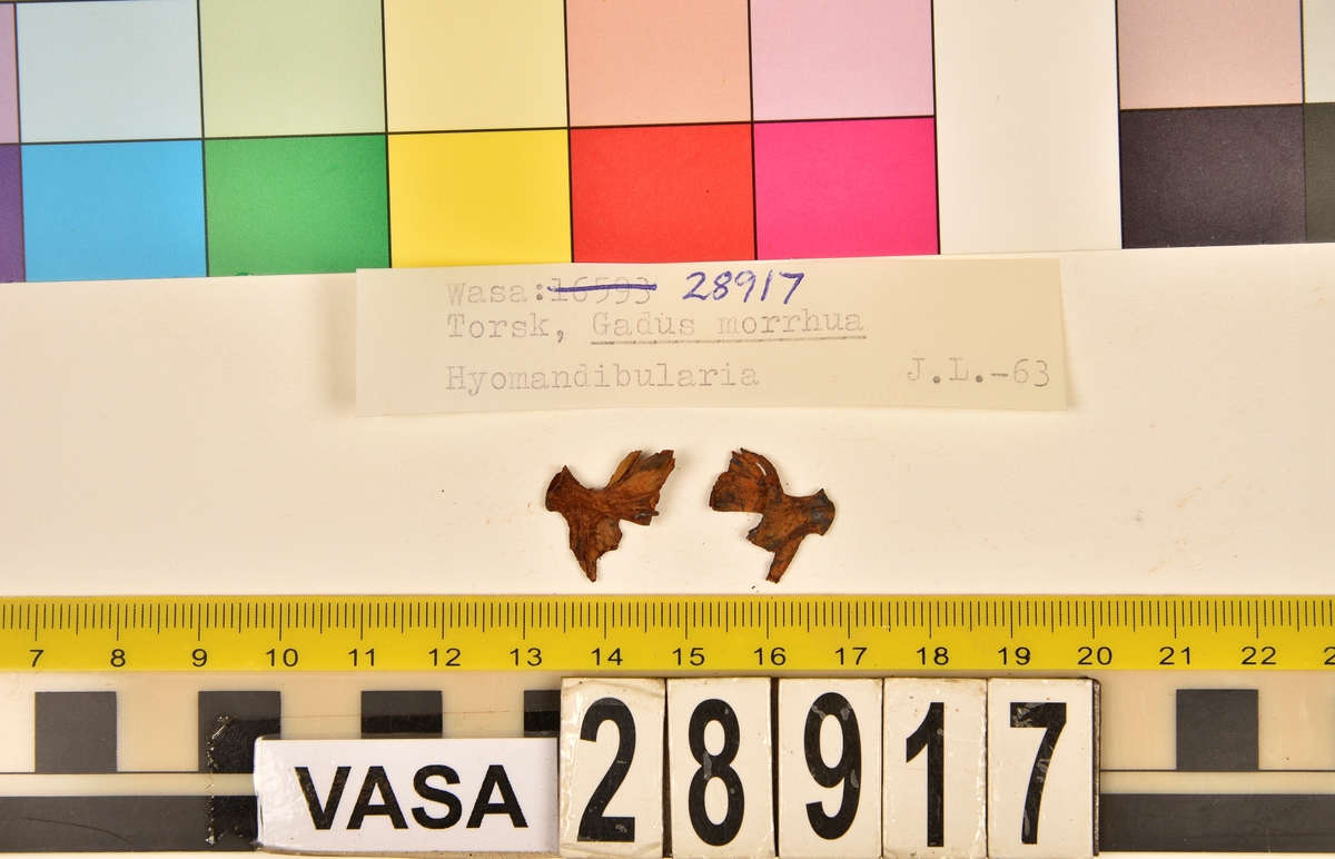 Ben från torsk (Gadus morrhua).
102 st. ben (78 från huvuden, 24 från ryggraden):
24 st. kotor (17 st. vertebrae praecaudales, 7 st. vertebrae caudales),
13 st. (7+6) articularia,
12 st. (7+5) dentalia,
7 st. frontalia,
7 st. (5+2) praeopercularia,
7 st. (4+3) keratohyalia,
7 st. cleithra,
5 st. parasphenoidea,
5 st. (3+2) maxillaria,
3 st. hyomandibularia,
2 st. ectethmoidalia,
2 st. basioccipitalia,
2 st. praemaxillaria,
2 st. supracleithralia ventralia,
1 st. suprapoccipitale,
1 st. palatinum,
1 st. symplecticum,
1 st. epihyale.