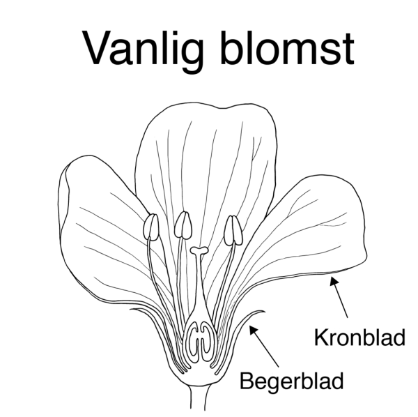Tegnet tverrsnitt av blomst.