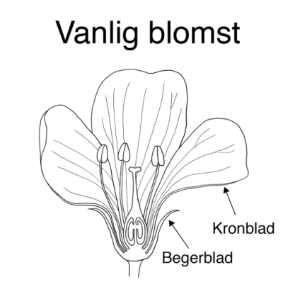 Tegnet tverrsnitt av blomst.