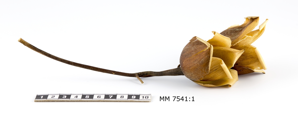 Rosor i ljusgult och brunt (wood-rose).