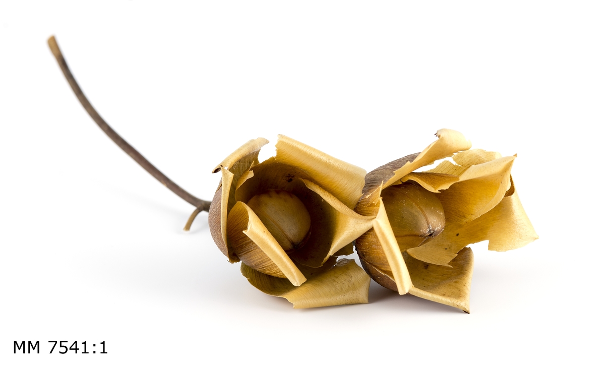 Rosor i ljusgult och brunt (wood-rose).
