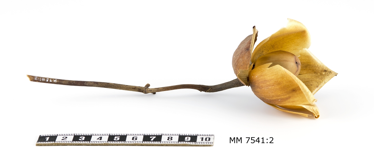 Rosor i ljusgult och brunt(wood-rose).