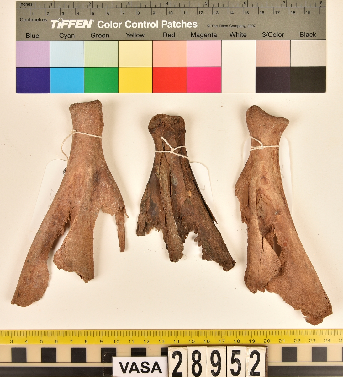 Ben från svin (Sus domesticus).
1 st. bröstkota (vertebrae thoracale).
3 st. ländkota (vertebrae lumbale).
3 st. överarmsben (humerus).
1 st. ledyta av överarmsben (humerusepifys).
5 st. strålben (radius).
1 st. nedre ledyta av strålben (distal epifys av radius).
3 st. armbågsben (ulna).
6 st. lårben (femur).
5 st. ledyta av lårben (femurepifyser).
10 st. skenben (tibia).
1 st. del av skenben (tibia).
1 st. övre ledyta av skenben (tibia).
1 st. vadben (fibula).
7 st. delar av bäckenben (pelvis).
3 st. skulderblad (scapula).
1 st. mellanfotsben (metatarsus).
1 st. ledyta av mellanfotsben (epifys av metatarsus).
1 st. hälben (calcaneus).
3 st. språngben (astragalus).
1 st. tå- eller fingerben (falang).
