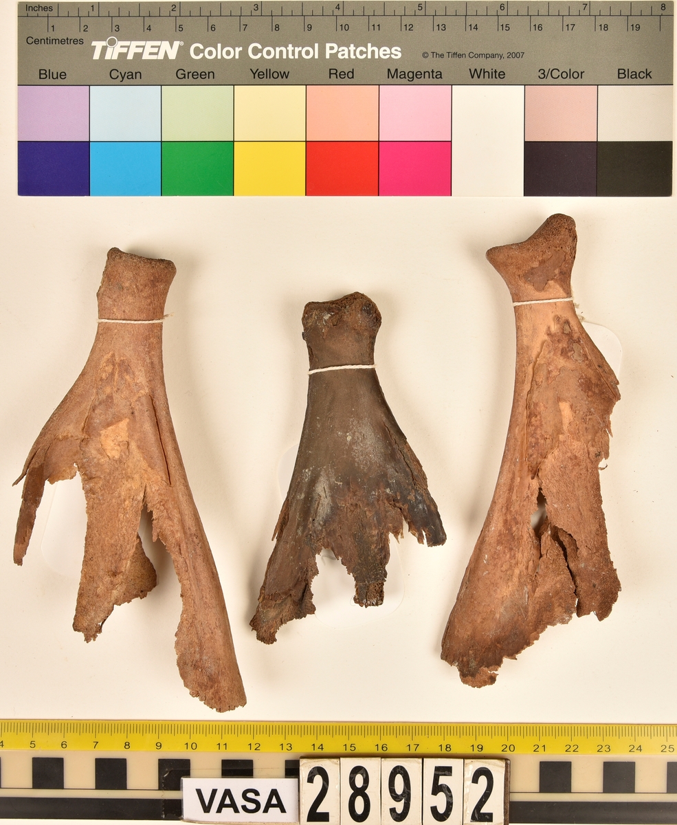 Ben från svin (Sus domesticus).
1 st. bröstkota (vertebrae thoracale).
3 st. ländkota (vertebrae lumbale).
3 st. överarmsben (humerus).
1 st. ledyta av överarmsben (humerusepifys).
5 st. strålben (radius).
1 st. nedre ledyta av strålben (distal epifys av radius).
3 st. armbågsben (ulna).
6 st. lårben (femur).
5 st. ledyta av lårben (femurepifyser).
10 st. skenben (tibia).
1 st. del av skenben (tibia).
1 st. övre ledyta av skenben (tibia).
1 st. vadben (fibula).
7 st. delar av bäckenben (pelvis).
3 st. skulderblad (scapula).
1 st. mellanfotsben (metatarsus).
1 st. ledyta av mellanfotsben (epifys av metatarsus).
1 st. hälben (calcaneus).
3 st. språngben (astragalus).
1 st. tå- eller fingerben (falang).