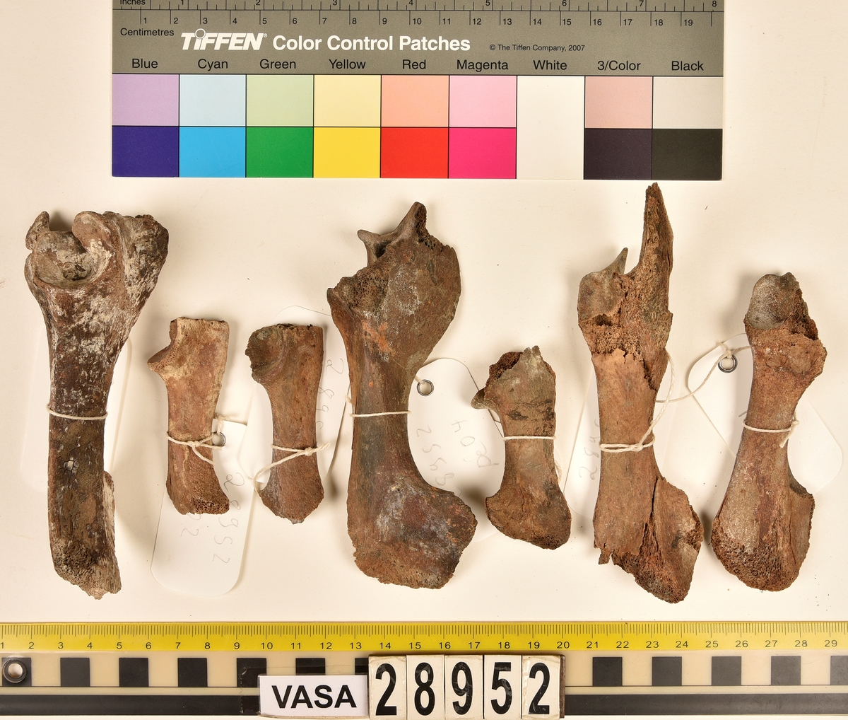 Ben från svin (Sus domesticus).
1 st. bröstkota (vertebrae thoracale).
3 st. ländkota (vertebrae lumbale).
3 st. överarmsben (humerus).
1 st. ledyta av överarmsben (humerusepifys).
5 st. strålben (radius).
1 st. nedre ledyta av strålben (distal epifys av radius).
3 st. armbågsben (ulna).
6 st. lårben (femur).
5 st. ledyta av lårben (femurepifyser).
10 st. skenben (tibia).
1 st. del av skenben (tibia).
1 st. övre ledyta av skenben (tibia).
1 st. vadben (fibula).
7 st. delar av bäckenben (pelvis).
3 st. skulderblad (scapula).
1 st. mellanfotsben (metatarsus).
1 st. ledyta av mellanfotsben (epifys av metatarsus).
1 st. hälben (calcaneus).
3 st. språngben (astragalus).
1 st. tå- eller fingerben (falang).