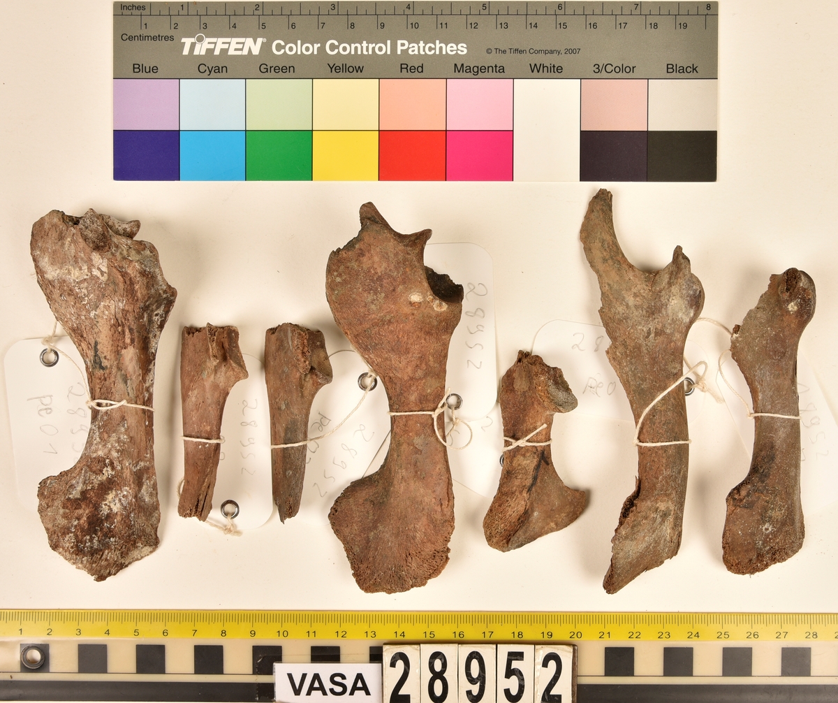 Ben från svin (Sus domesticus).
1 st. bröstkota (vertebrae thoracale).
3 st. ländkota (vertebrae lumbale).
3 st. överarmsben (humerus).
1 st. ledyta av överarmsben (humerusepifys).
5 st. strålben (radius).
1 st. nedre ledyta av strålben (distal epifys av radius).
3 st. armbågsben (ulna).
6 st. lårben (femur).
5 st. ledyta av lårben (femurepifyser).
10 st. skenben (tibia).
1 st. del av skenben (tibia).
1 st. övre ledyta av skenben (tibia).
1 st. vadben (fibula).
7 st. delar av bäckenben (pelvis).
3 st. skulderblad (scapula).
1 st. mellanfotsben (metatarsus).
1 st. ledyta av mellanfotsben (epifys av metatarsus).
1 st. hälben (calcaneus).
3 st. språngben (astragalus).
1 st. tå- eller fingerben (falang).