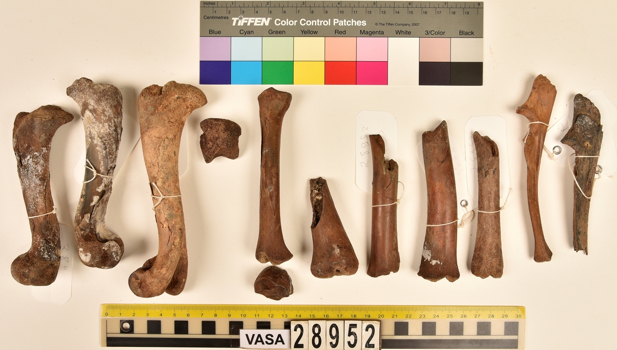 Ben från svin (Sus domesticus).
1 st. bröstkota (vertebrae thoracale).
3 st. ländkota (vertebrae lumbale).
3 st. överarmsben (humerus).
1 st. ledyta av överarmsben (humerusepifys).
5 st. strålben (radius).
1 st. nedre ledyta av strålben (distal epifys av radius).
3 st. armbågsben (ulna).
6 st. lårben (femur).
5 st. ledyta av lårben (femurepifyser).
10 st. skenben (tibia).
1 st. del av skenben (tibia).
1 st. övre ledyta av skenben (tibia).
1 st. vadben (fibula).
7 st. delar av bäckenben (pelvis).
3 st. skulderblad (scapula).
1 st. mellanfotsben (metatarsus).
1 st. ledyta av mellanfotsben (epifys av metatarsus).
1 st. hälben (calcaneus).
3 st. språngben (astragalus).
1 st. tå- eller fingerben (falang).