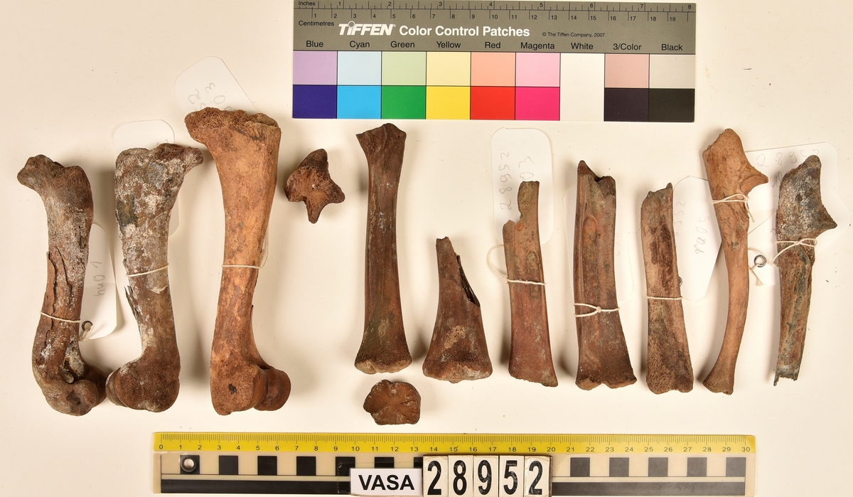 Ben från svin (Sus domesticus).
1 st. bröstkota (vertebrae thoracale).
3 st. ländkota (vertebrae lumbale).
3 st. överarmsben (humerus).
1 st. ledyta av överarmsben (humerusepifys).
5 st. strålben (radius).
1 st. nedre ledyta av strålben (distal epifys av radius).
3 st. armbågsben (ulna).
6 st. lårben (femur).
5 st. ledyta av lårben (femurepifyser).
10 st. skenben (tibia).
1 st. del av skenben (tibia).
1 st. övre ledyta av skenben (tibia).
1 st. vadben (fibula).
7 st. delar av bäckenben (pelvis).
3 st. skulderblad (scapula).
1 st. mellanfotsben (metatarsus).
1 st. ledyta av mellanfotsben (epifys av metatarsus).
1 st. hälben (calcaneus).
3 st. språngben (astragalus).
1 st. tå- eller fingerben (falang).