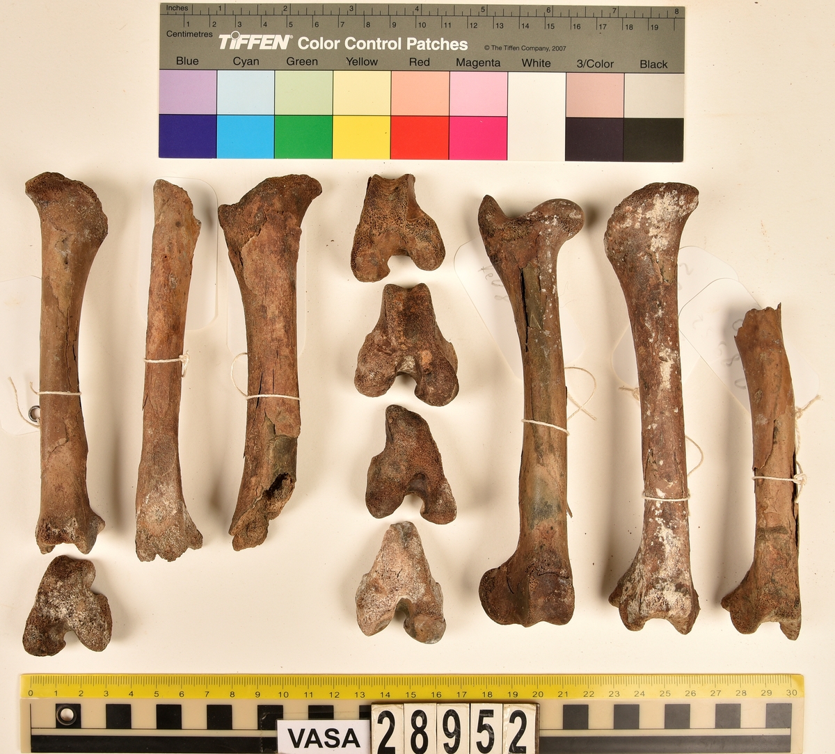 Ben från svin (Sus domesticus).
1 st. bröstkota (vertebrae thoracale).
3 st. ländkota (vertebrae lumbale).
3 st. överarmsben (humerus).
1 st. ledyta av överarmsben (humerusepifys).
5 st. strålben (radius).
1 st. nedre ledyta av strålben (distal epifys av radius).
3 st. armbågsben (ulna).
6 st. lårben (femur).
5 st. ledyta av lårben (femurepifyser).
10 st. skenben (tibia).
1 st. del av skenben (tibia).
1 st. övre ledyta av skenben (tibia).
1 st. vadben (fibula).
7 st. delar av bäckenben (pelvis).
3 st. skulderblad (scapula).
1 st. mellanfotsben (metatarsus).
1 st. ledyta av mellanfotsben (epifys av metatarsus).
1 st. hälben (calcaneus).
3 st. språngben (astragalus).
1 st. tå- eller fingerben (falang).