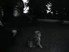 Hunden Jim och Hans på Tuna gård.