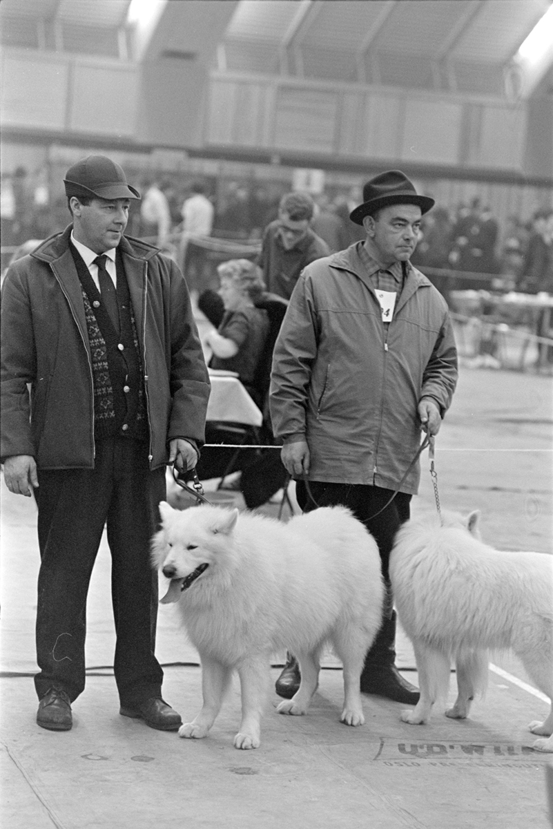Hundeutstilling i Hamarhallen.