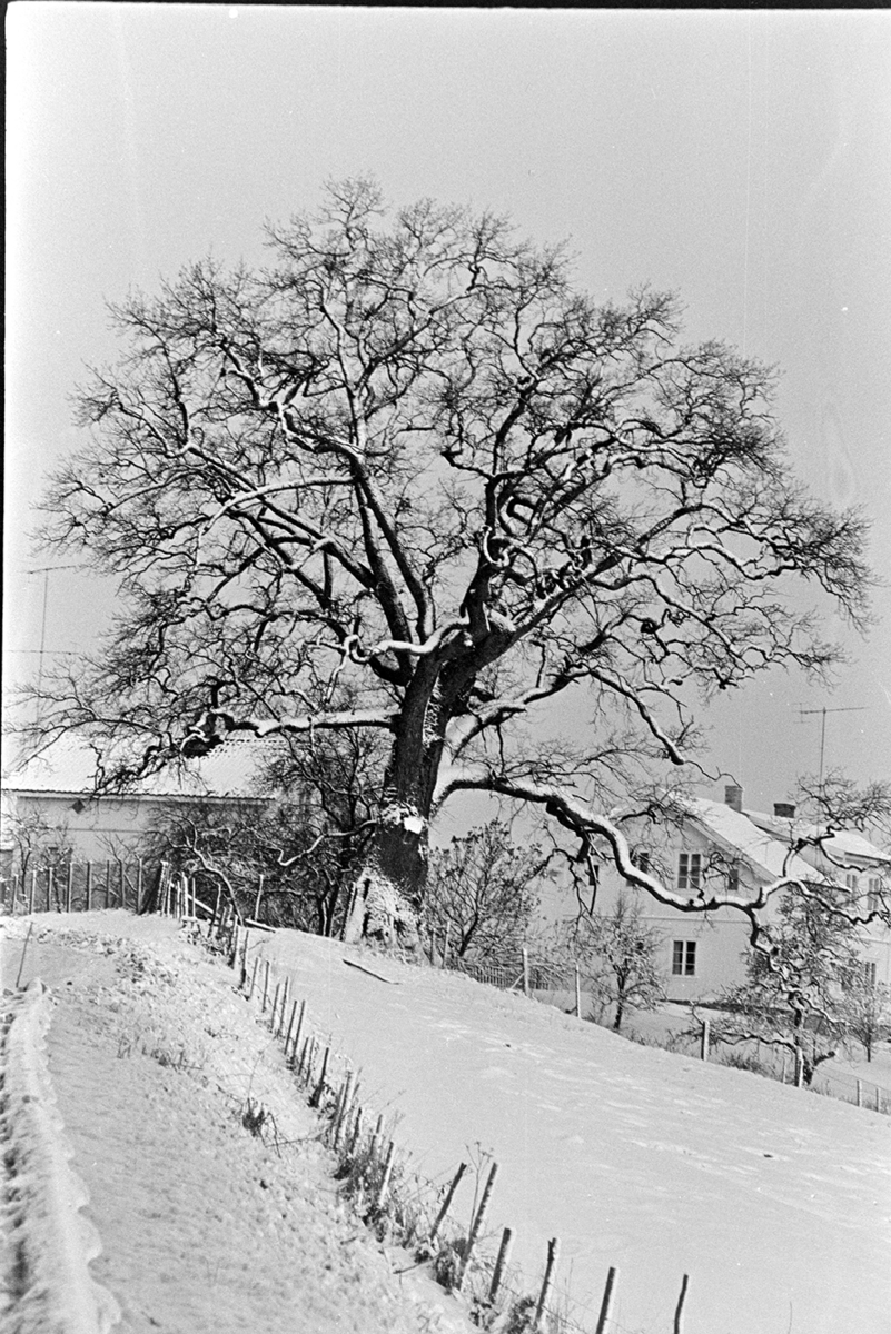 Vinter, lønnetre, eik (?) ukjent sted. Stange(?)