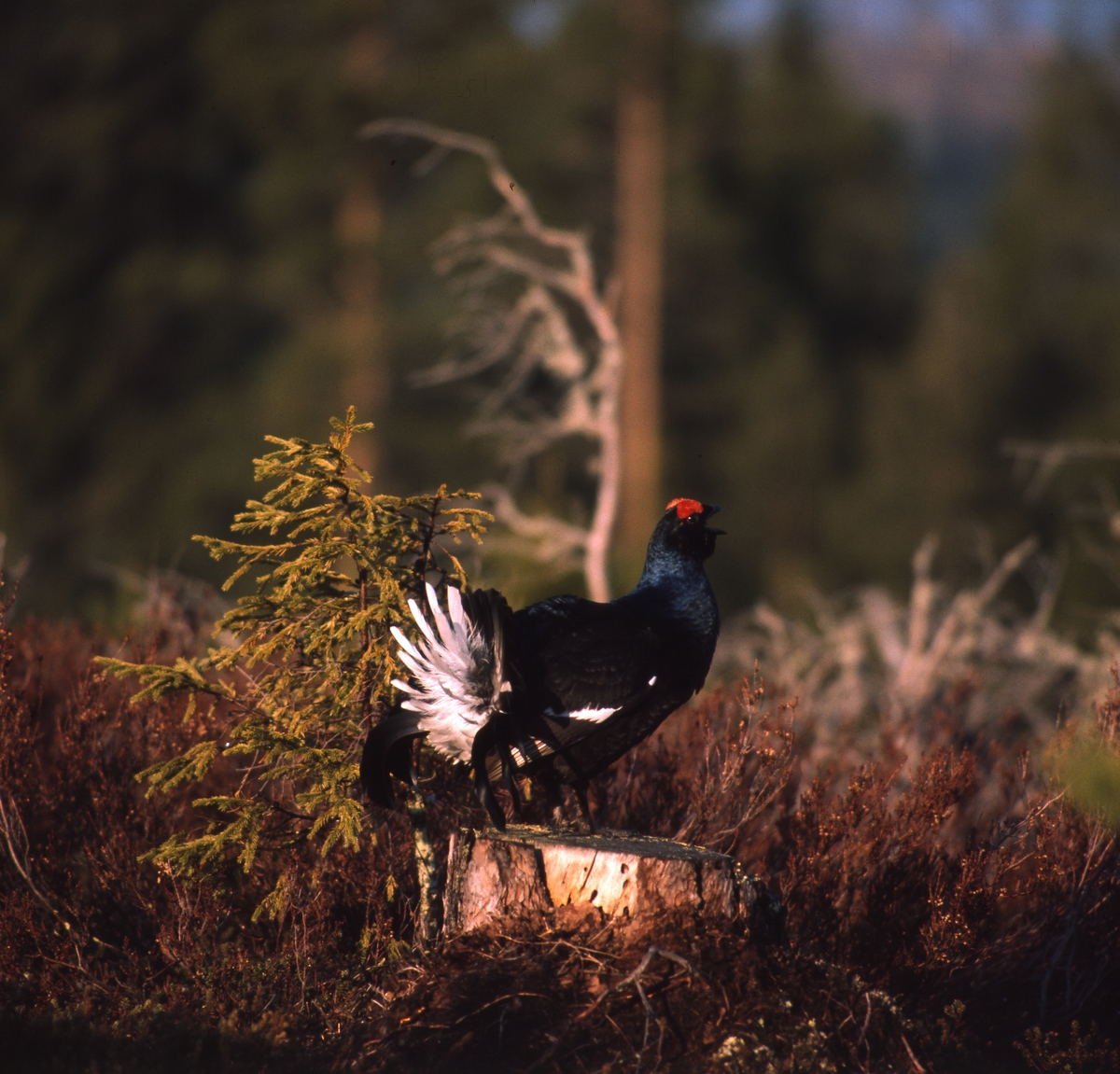 Orrtupp på en stubbe i skogen.