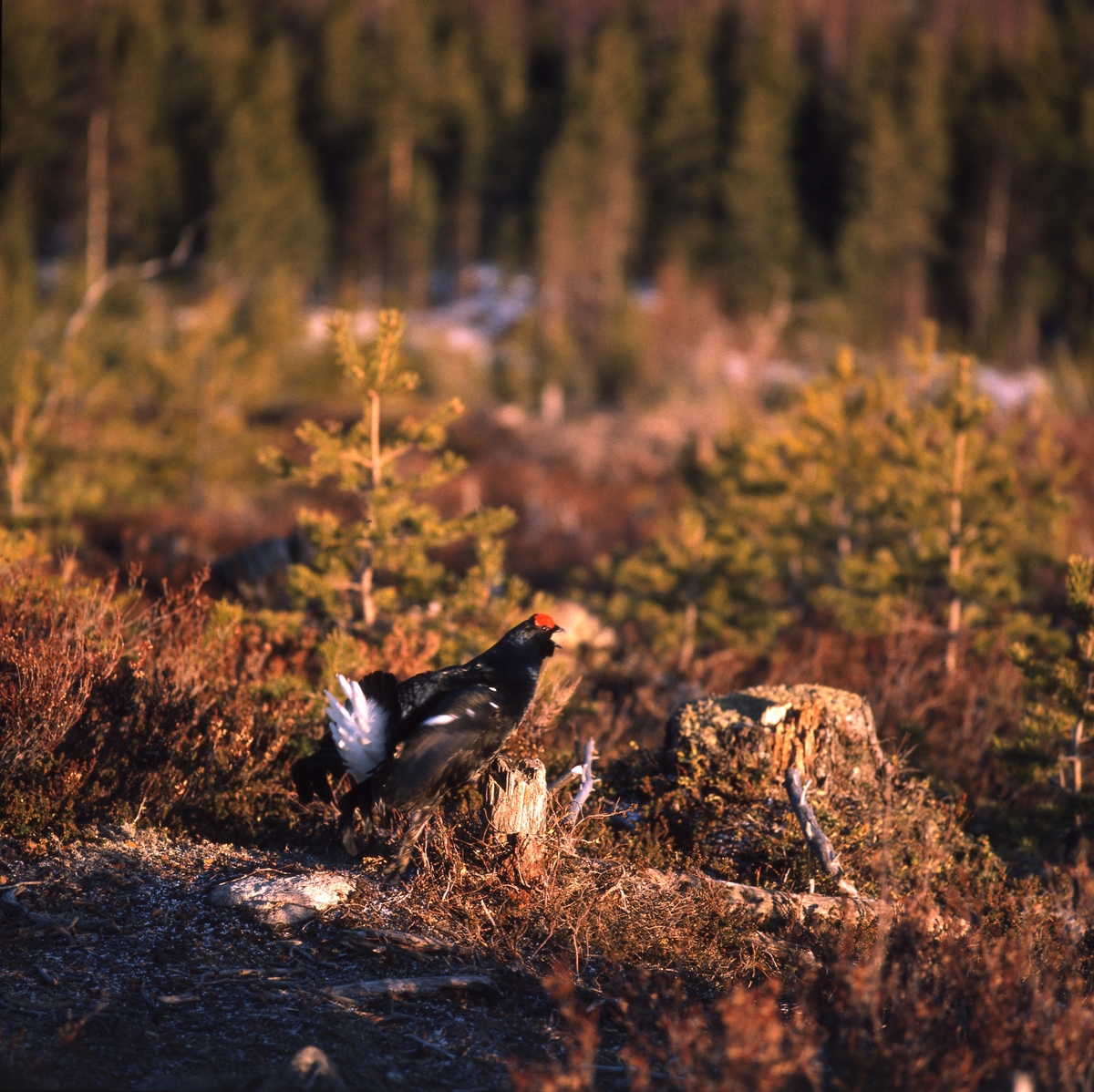 Orrtupp på marken på ett karlhygge i skogen.