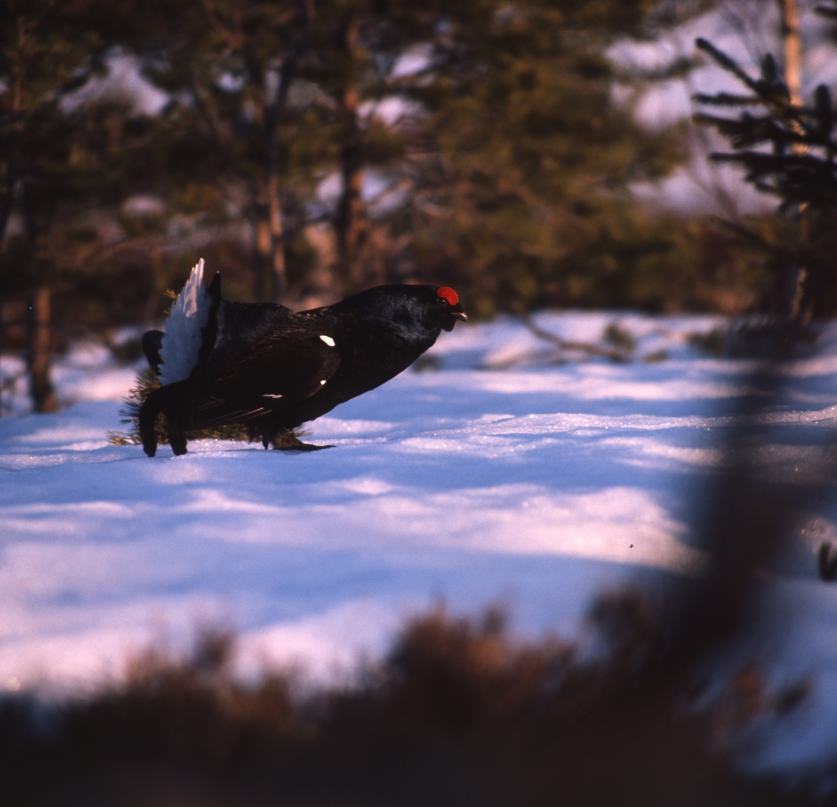 Orrtupp på snötäckt mark i en skogsglänta.