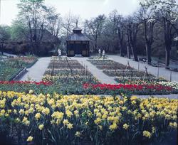 Blommande vårblommor i Rosenträdgårdens välskötta rabatter. 