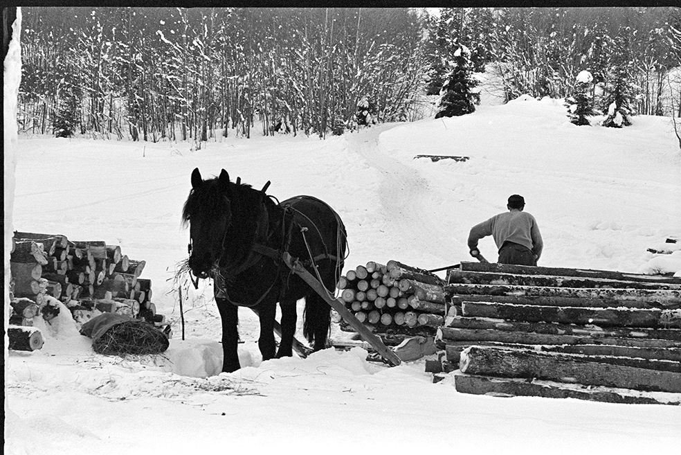 Tømmerlunning, skogsarbeider, hest,  hesteredskap, Åshøgda, Ringsaker, ukjent.