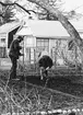 Kolonisten Paul Rune.
Bäckebro koloniområde. 1977