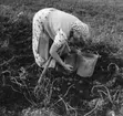 Västra Tunhem, Strömsberg. Skördning av potatis, Astrid Olsson (född Strömdahl).