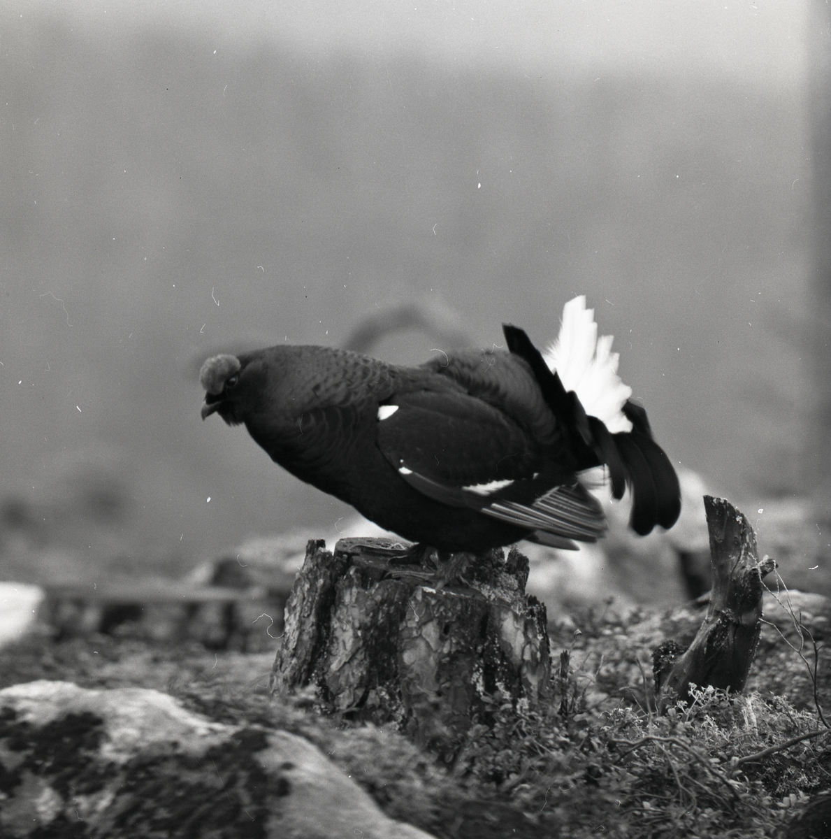 Orrspel på Grängberget, skärtorsdagens morgon, 19 april 1973.