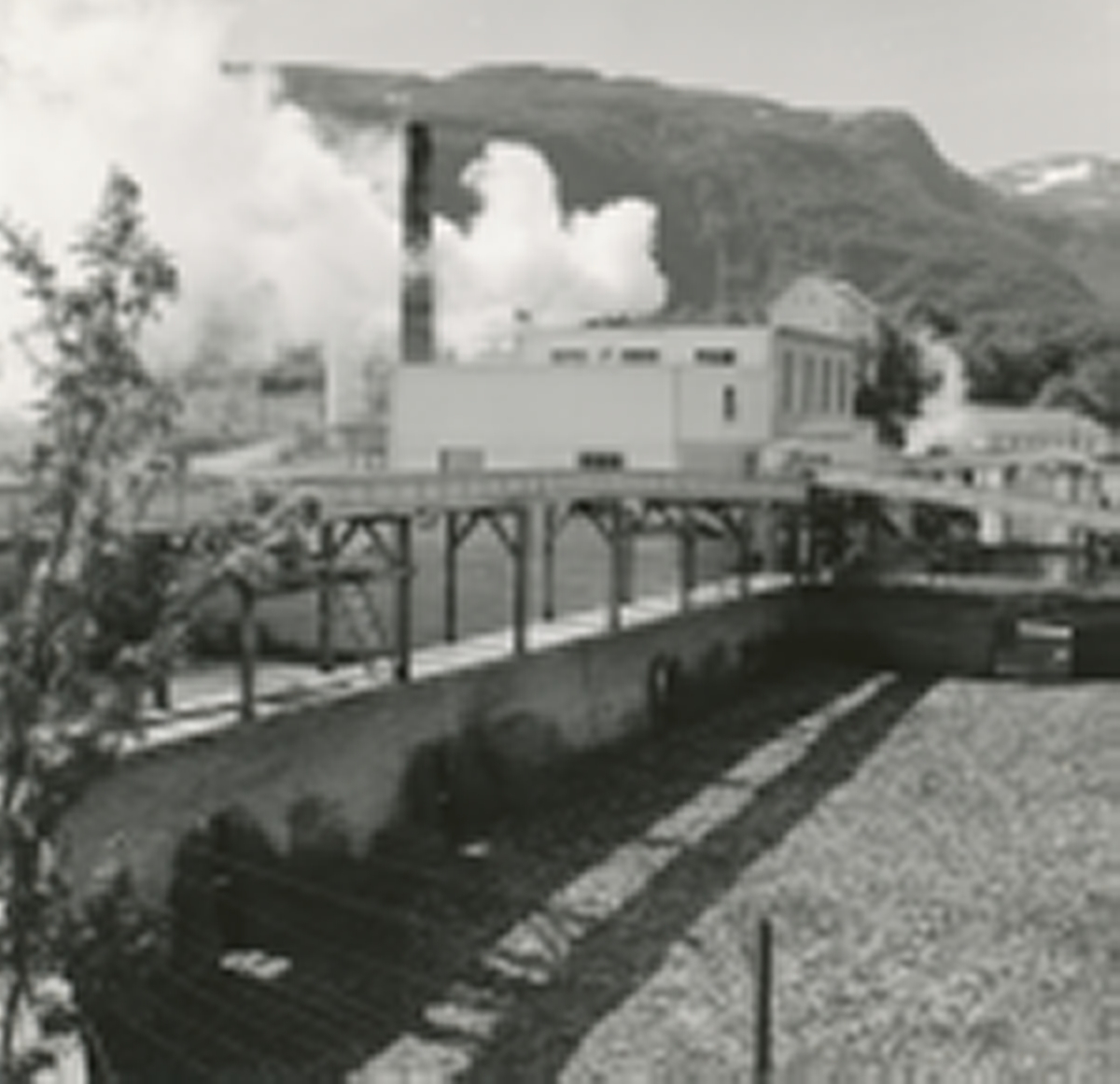 Vedde sildoljefabrikk på Sula i full stim. I forgrunnen er et basseng fylt med sild. Hans Koppernæs i Ålesund kjøpte kvernhuset på Vedde, sammen med elva og grunnen i 1904, for å drive foredling av selspekk.