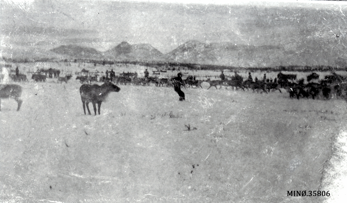 Tamrein ved Skånborket. Antagelig fra renslippet i 1921.